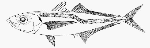 2. JACK MACKEREL (mostly Chile) Scientific Name Trachurus murphyi Description Jack mackerel form schools and are found in shore and open oceanic waters at a depth of 10 300 metres.