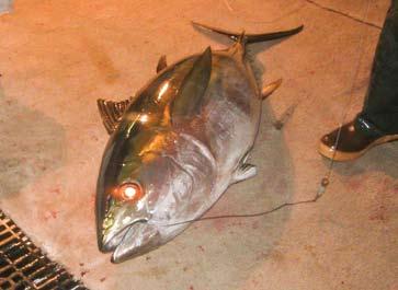 (Pelagics FMP Amendment 8) 2004 Hawaii swordfish longline fishery re-opened with 100% observer coverage, restrictions on hook and bait