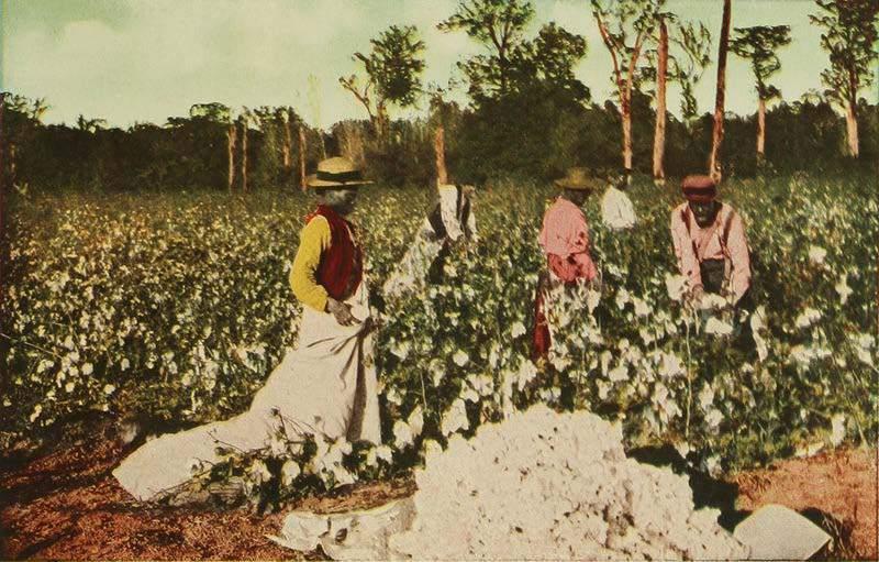 Colonists on the Brazos River were using slaves to grow cotton in 1829 when the Mexican government prohibited slavery.