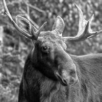 MOOSE The 2016 moose season tallied 52 moose and concluded with a statewide success rate of 72%.