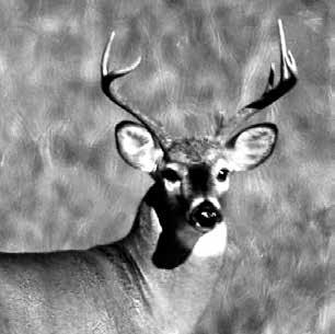 WHITE-TAILED DEER New Hampshire s 2016 deer season resulted in a total harvest of 10,675. This was a decrease of 1% from 10,895 in 2015. The adult buck (antlered males age 1.