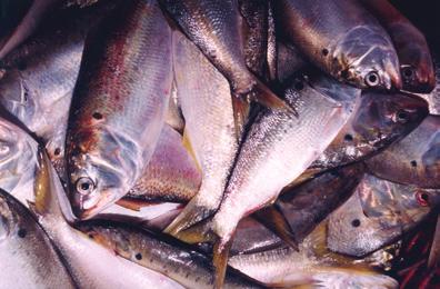 At that time, over 20 menhaden reduction factories ranged from northern Florida to southern Maine.