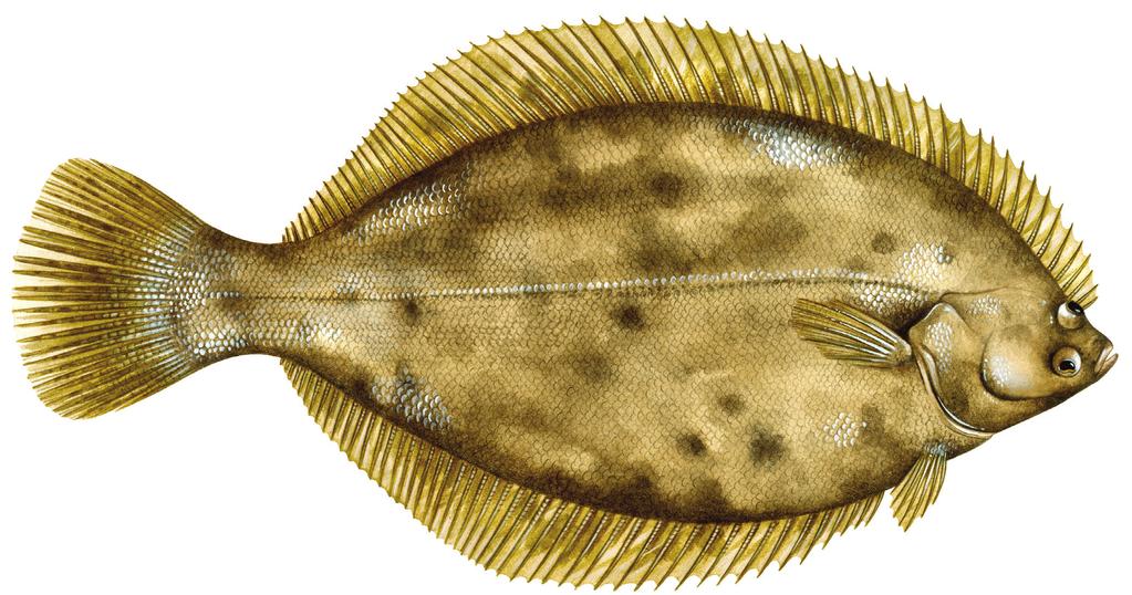 Fisheries Management Actions Summer Flounder Recreational Regional Management Maintained for 2015; State Plans Approved for 2015 Recreational Black Sea Bass & Scup Fisheries other states private and
