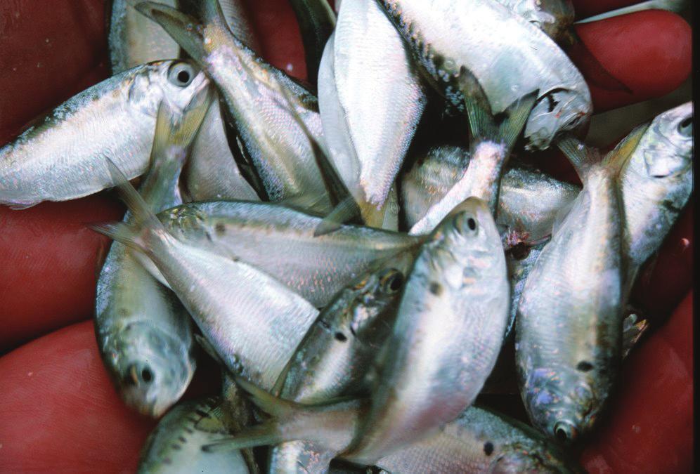 ATLANTIC MENHADEN continued from page 8 trillion eggs.