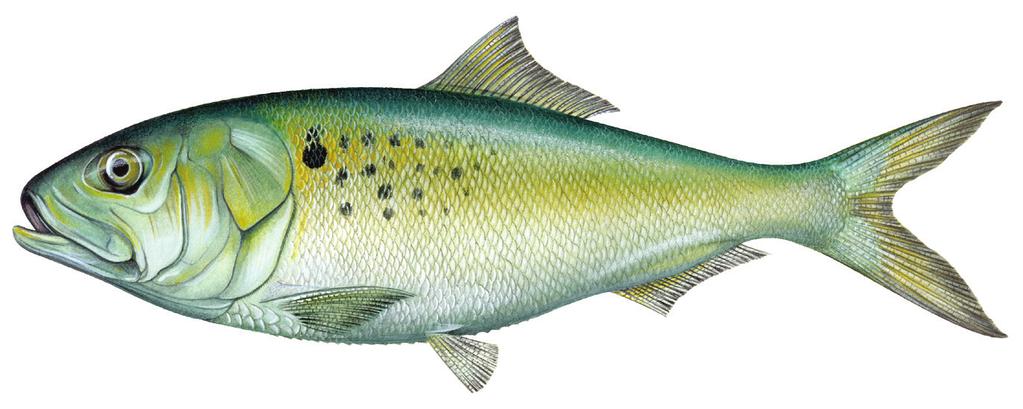 Atlantic Coastal Management Atlantic menhaden are currently managed under Amendment 2, approved in 2012. Amendment 2 established a 170,800 mt total allowable catch (TAC) that began in 2013.