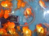 ORNAMENTAL FISH MARKETS Mobile ornamental fish vender Ornamental fish stores (with and without whole sale)
