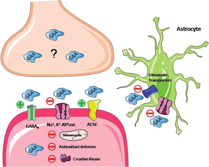 Marques and Wyse 3 Figure 1. Suggested mechanisms of neurochemical effects of GAA accumulation in the brain.