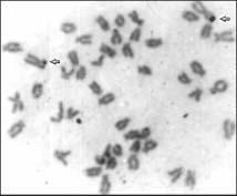 140 nascimento, césar p. souza, feldberg, carvalho jr, barros, pieczarka and nagamachi gion of the biggest chromosomal pair of the karyotype.