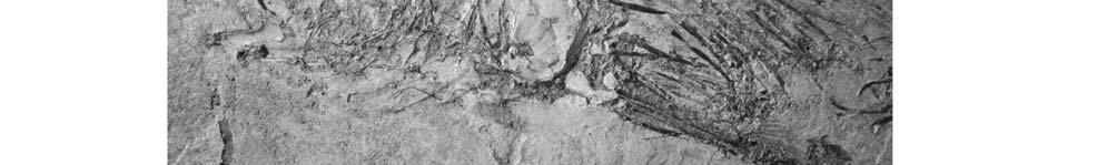 C, close up of rugrose linear grinding surface of