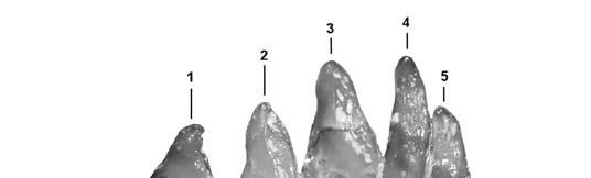 KELLY MICOENE CHUB FROM NEVADA 145 FIGURE 3. Lavinia lugaskii. Left pharyngeal teeth of LACM 154397.