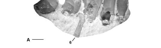 row tooth. B, mesial view, tooth numbers correspond to positions of those in 3A. Scales = 0.5 mm. including the holotype (Figure 5A-C).