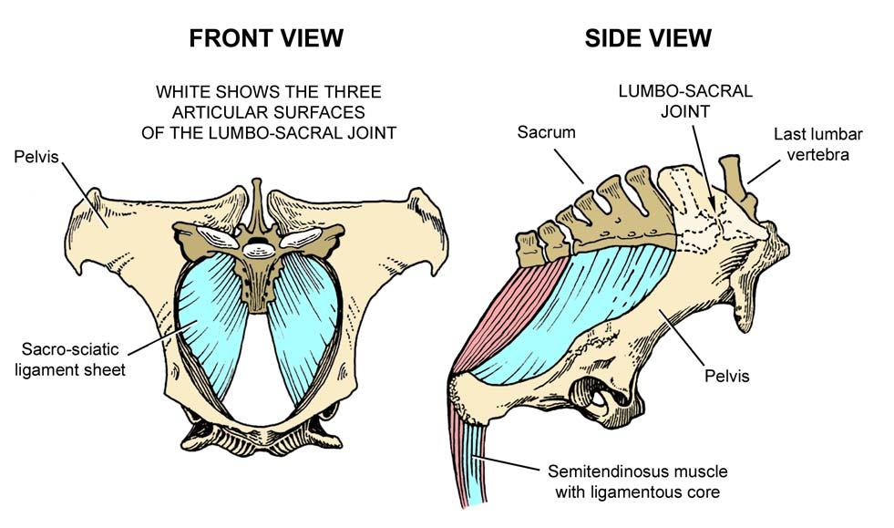 Fig. 3. The lumbo-sacral joint in the horse is formed where the last lumbar vertebra abuts the front of the sacrum.