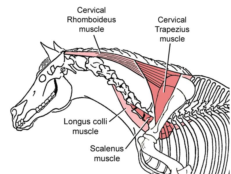 Fig. 4. Muscles that affect the position of the base of the neck.