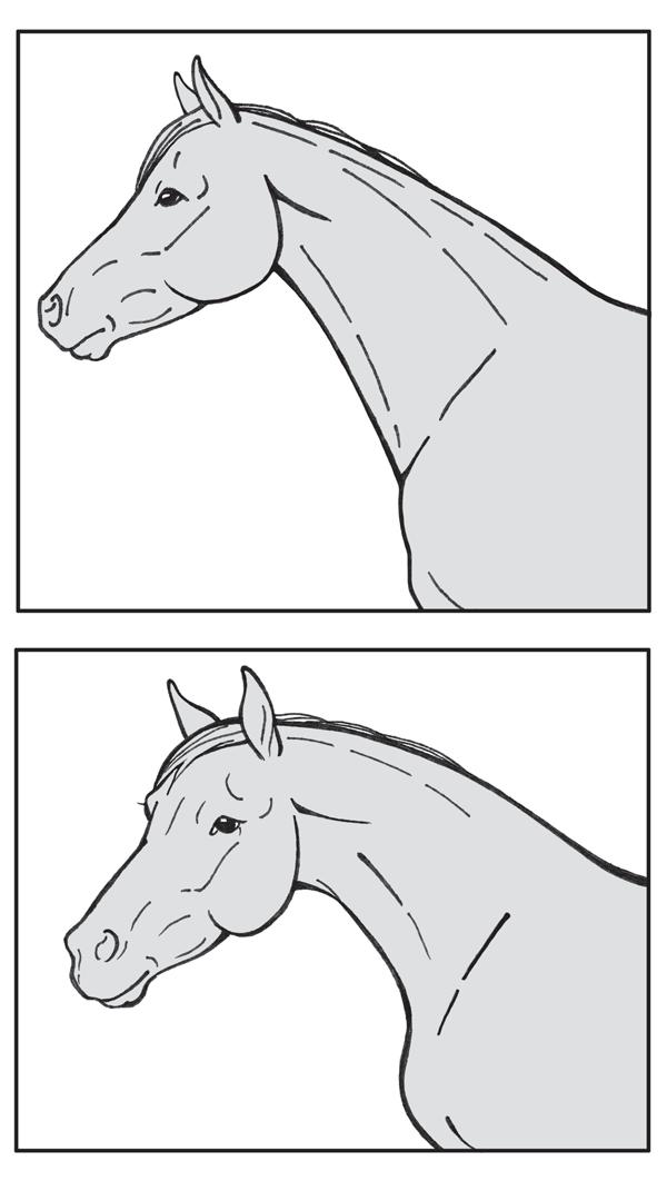 Fig. 5. An Arabian stallion produces a neck-telescoping gesture when he sees a mare. Above: normal resting position of this horse s neck. Below: the horse making the effort to arch his neck.