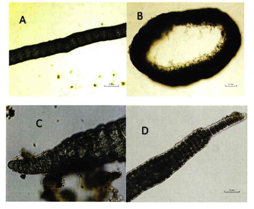 Algae: Compsopogon coeruleus a freshwater red algae Confirmed by MWD/DWR (Feb. 20, 2014) and Dr.