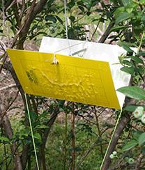 Yellow Rectangle Traps The traps we use are Trece baited Pherocon AM traps, which are 9 x 5 ½ inches. These are designed for apple maggot, cherry fruit fly, walnut husk fly, and blueberry fruit fly.