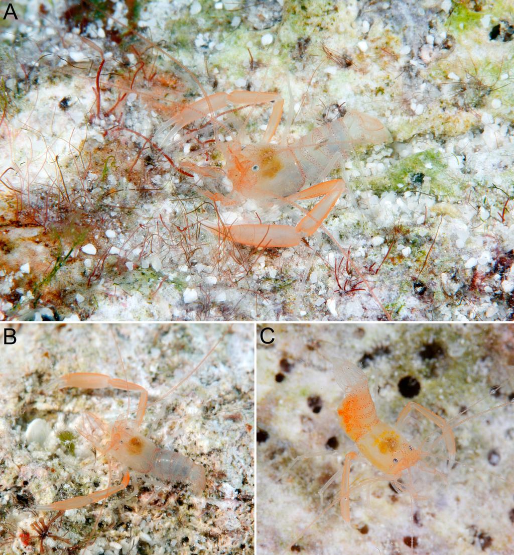 FIGURE 11. Microprosthema pallidum sp. nov.: A allotype, male (cl 1.7 mm) from Ishigaki Island, Ryukyu Islands, Japan (NSMT-Cr 22938); B paratype, male (cl 1.