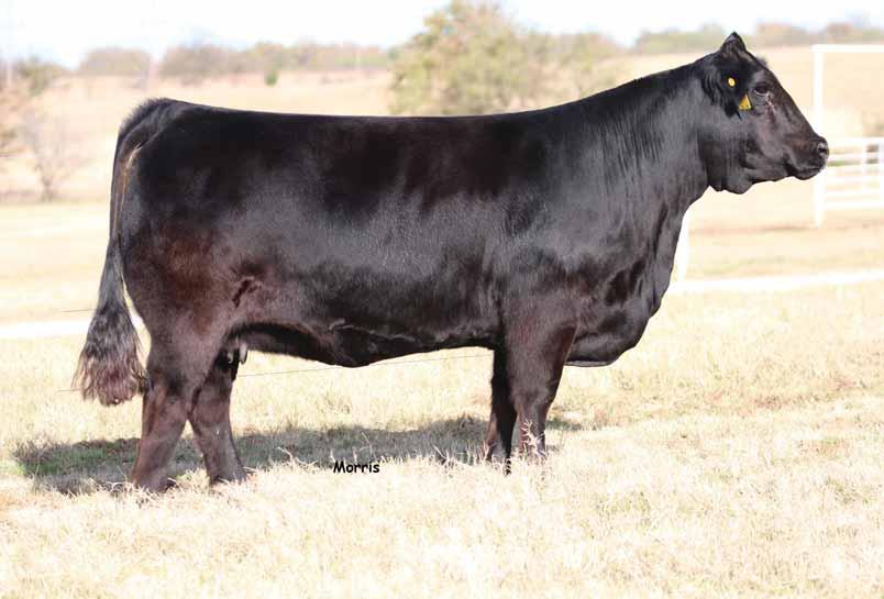 FEATURED DONOR COW SBLX Xtra Special Daughter, LO 09D Owned by Emma Tittor Daugter, LO Angel A Owned by Charles Linhart Daughter, SO All Yours