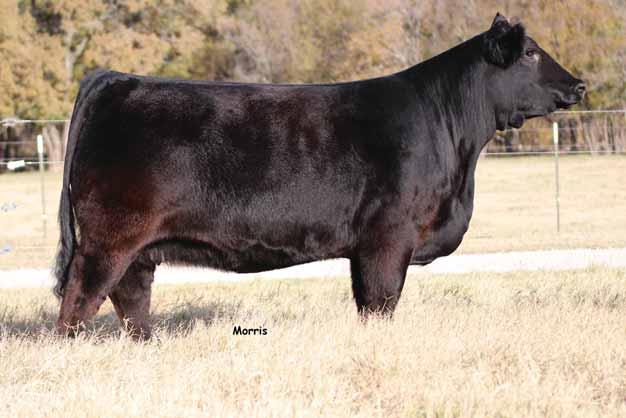 GS Xyloid saw the backdrop as either champion or reserve champion at the 11 NAILE, 12 NWSS, 12 Fort Worth and the 12 All-American Futurity.