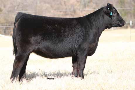 LIMITED EDITION J AUTO CITY NIGHTS 21H 11 1. 2 1 0.9 0. -0.21 0.1. 0 SO Eternal 29E is a % Lim-Flex female that is heterozygous black and heterozygous polled.