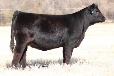 She combines the premier Angus genetics found in PVF Insight and is from the leading Stowers donor and now major league donor SBLX Znote. 1 SO Everlast E ET Lim-Flex {} Cow HPolled/DBlack 0.