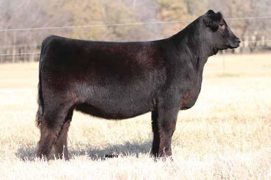 1 SO Early Edition E ET Lim-Flex {0} Cow HPolled/HBlack 0.09.