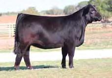 She s bred to be excellent. SO Early Edition E is sired by the popular sire, GS Aviator. Her dam is bred by the highly respected Edwards Land and Cattle Co.