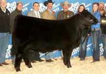 Knowing Z was reserve champion at the American Royal for Pinegar Limousin and we were fortunate to acquire this $,000 top selling female in the 1 National Sale.