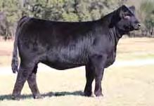 AUTO CITY NIGHTS 21H 12 1.2 11 2 0. 21 0. -0.0 0.2.0 SO Electric 2E is sired by GS Zodiac, the top selling bull at Magness and is the double homozygous son of Winston.