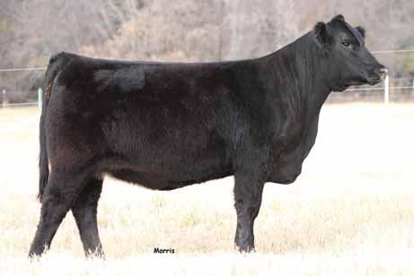 BRED FELES EMBRYOS 22 2 Embryos 0% Lim-Flex Double Polled Double Black GS THE GENERAL AUTO DOLLAR GENERAL 122R GS YIP EXLR LUVLY 21M AUTO CARMINDA S JCL LODEAR 2L AUTO CARMINDA 2P CONNEALY CONSENSUS