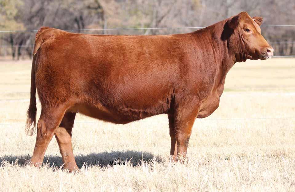 AUTO TOOTSIE POP 222T COW FILY SO Darla 0D ET, Lot Page AUTO Tootsie Pop 222T is one of the top donor cows in the Linhart Limousin program and has produced calves that have generated well over $0,000
