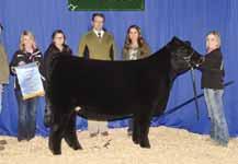 Champion Female, 1 National Junior Limousin Show Reserve Grand