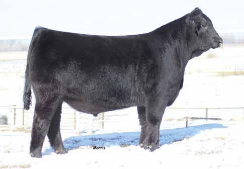 A full sibling to these embryos recently sold to Sarah Sullivan of Dunlap, Iowa and will be campaigned heavily throughout the year 1.