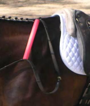 The two reins on one side must both go to the competitor s hand(s) or be connected into one rein (split rein)