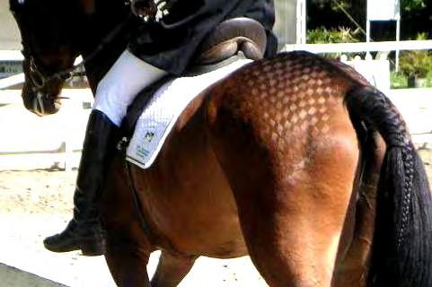 improved grip to the reins for those with weakness or dysfunction in the hand/arms.