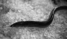 1.2. EUROPEAN EEL Species: Anguilla anguilla (Linnaeus, 1758) Synonymous: Anguilla anguilla, Schrank, 1798 Anguilla vulgaris, Shaw, 1803 FAO common name: European eel (En) Anguille europe (Fr)