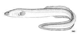 1.3. AMERICAN EEL Species: Anguilla rostrata (Lesueur, 1817) Synonymous: none FAO common name: American eel (En) Anguille amerique (Fr) Anguila americana (Sp) Source: FAO IUCN Red List status: not
