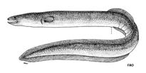 1.5. SHORT-FINNED EEL Species: Anguilla australis australis (Richardson, 1841) Synonymous: none FAO common name: short-finned eel IUCN Red List Status: not evaluated Convention on International Trade