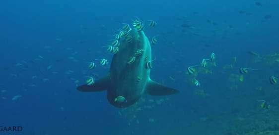BALI SUNFISH & MARINE PARK (2 DAYS) This specialty consists of a half day of theory looking at the different species of sunfish and more specifically at the sunfish that we find here in Bali during
