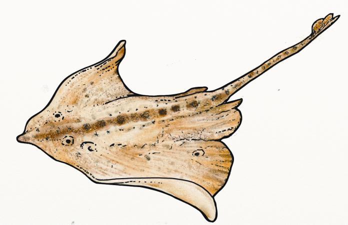 They are usually light to dark brown on the top and the underside of a skate is white to grey in colour. Skates are found throughout the oceans around the world.