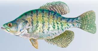 Sunfish Bluegill