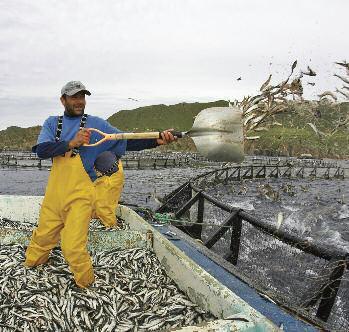THREATS TO FORAGE SPECIES Aquaculture Despite marked increases in feed efficiency, aquaculture s share of global fishmeal and fish oil consumption has more than doubled over the past decade to 68%