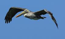 RELIANCE OF KEY PREDATORS ON FORAGE SPECIES Stas Volik CALIFORNIA BROWN PELICANS (Pelecanus occidentalis californicus) Forage fish availability is likely the most important factor influencing brown
