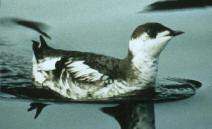Fish and Wildlife Service MARBLED MURRELET (Brachyramphus marmoratus) Listed as threatened under the Endangered Species Act, the marbled murrelet is a small seabird that nests in coastal old growth