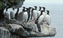 107 The collapse of the California sardine fishery in the late 1940s reduced the availability of sardine for the marbled murrelet.