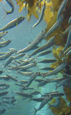 FORAGE SPECIES PROFILES While these fishery management concepts are steps in the right direction, the implementation has failed to maintain the sardine stock at or above maximum sustainable yield