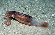 FORAGE SPECIES PROFILES MARKET SQUID (Doryteuthis opalescens) Market squid are an important forage species in the California Current for a long list of predators including pinnipeds (such as sea