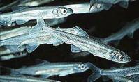 spawn in coastal rivers and streams. In 1956 Kelso, Washington was dubbed the Smelt Capital of the World for the large runs of eulachon that once traveled up the Columbia River to spawn.
