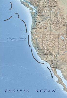ROLE OF FORAGE SPECIES IN THE CALIFORNIA CURRENT LARGE MARINE ECOSYSTEM Role of Forage Species in the California Current Large Marine Ecosystem One of ten major Large Marine Ecosystems in the United