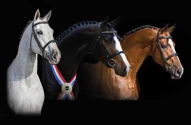 The 2015 WEF Sport Horse Auction is on February 26 - don t miss it!
